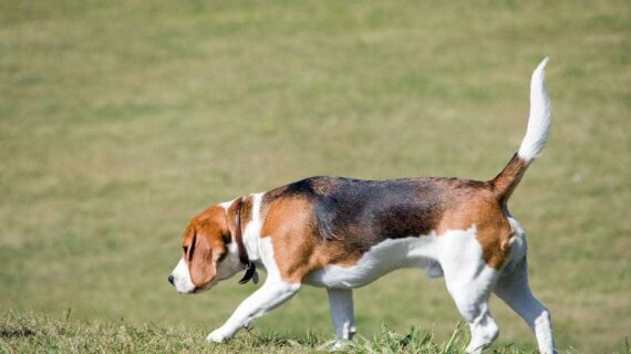 A Dog that Chases two Rabbits Won’t Catch Either one