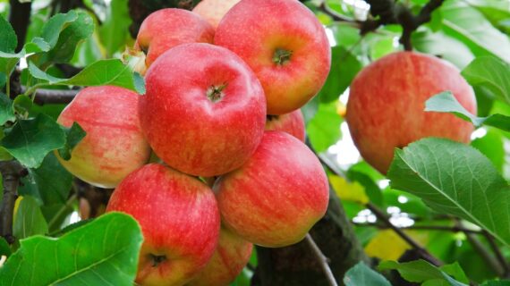 6 Ways Apples Keep you Healthy