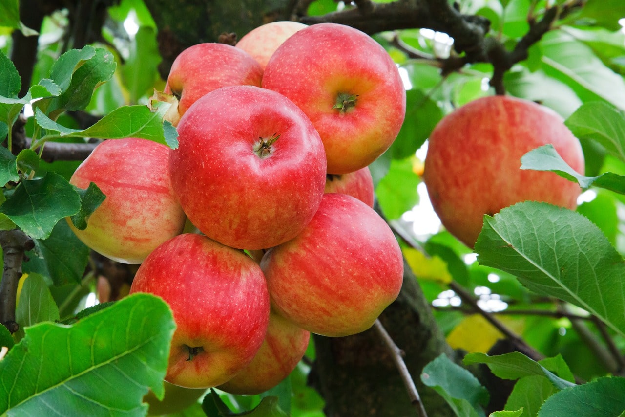 6 Ways Apples Keep you Healthy